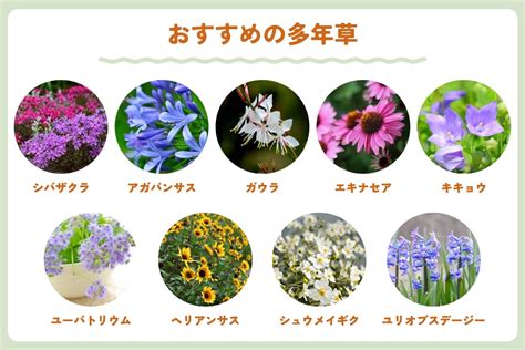 多年生草花種類|【育てやすく寒さに強い】多年草とは？人気の種類16。